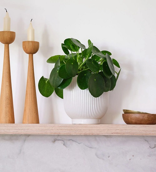 chinese money plant