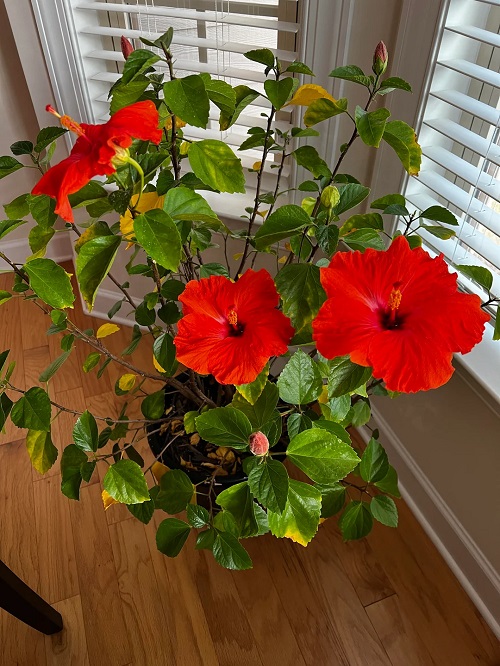 Houseplant Changes to Make When Days Get Shorter 2