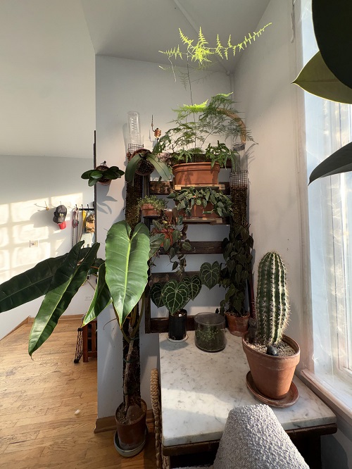 indoor plant near window
