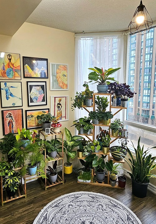 Houseplant Changes to Make When Days Get Shorter 1