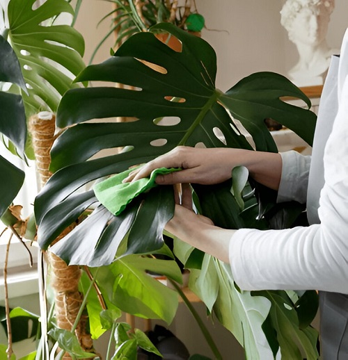 clean monstera leaves