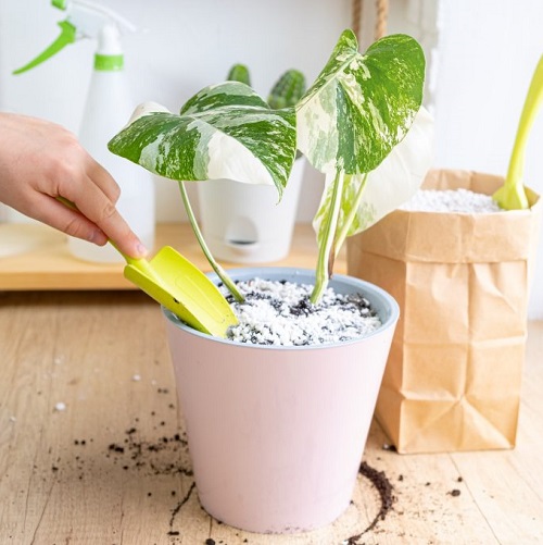 indoor plant fertilizer