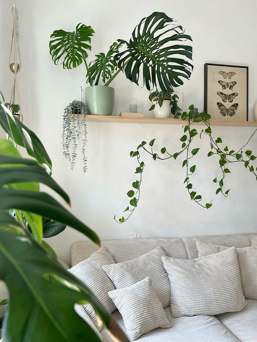 monstera