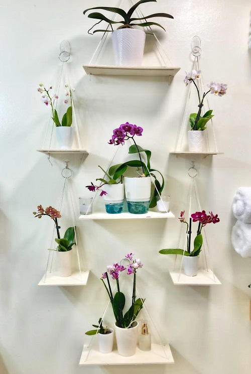 orchid on floating shelves