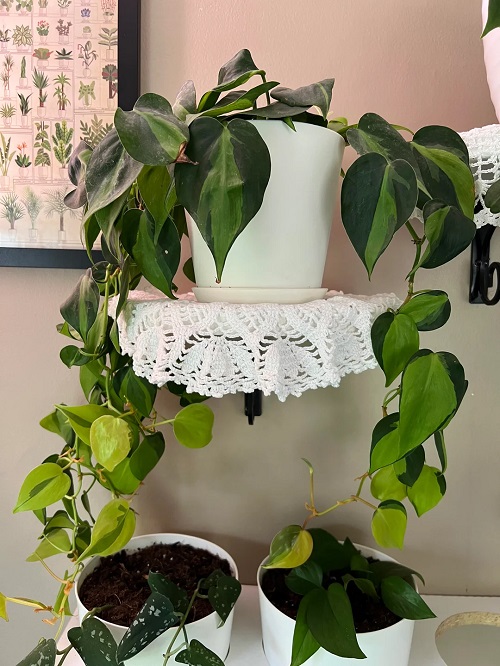 philodendron plant on floating shelves