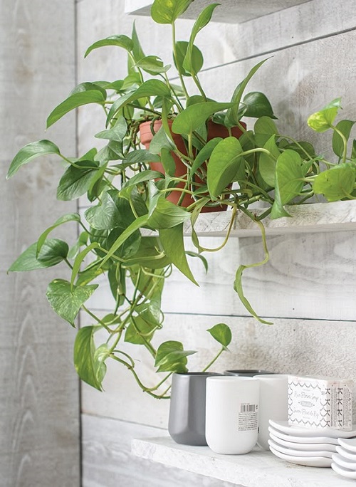 Indoor Plants That Look Good On Floating Shelves