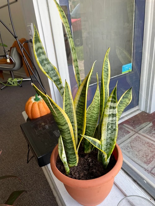 Plants Sitting Near Windows at Night