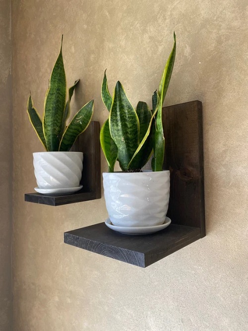 snake plant on floating shelves