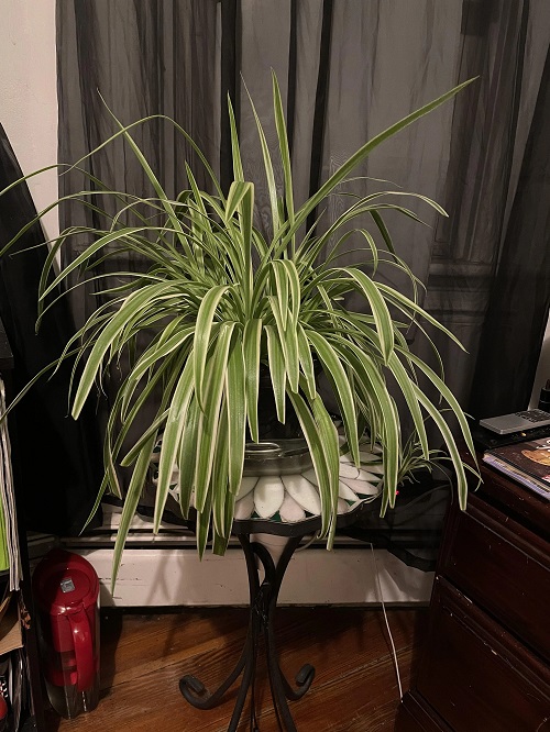 spider plant in dark room