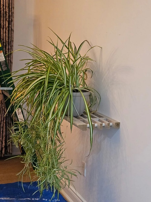 spider plant on floating shelves