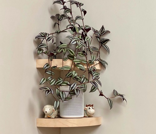 wandering jew