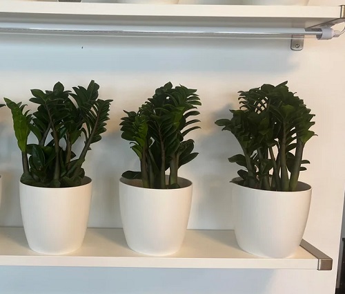 zz plant on floating shelves