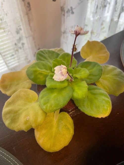 African Violet Leaves Turning Yellow