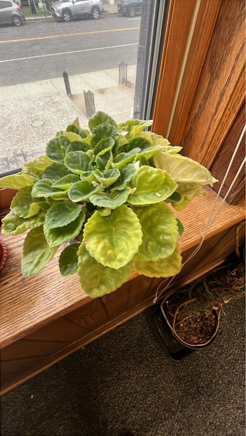 african violet yellow leaves
