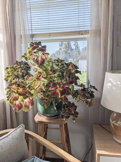 Coleus near window