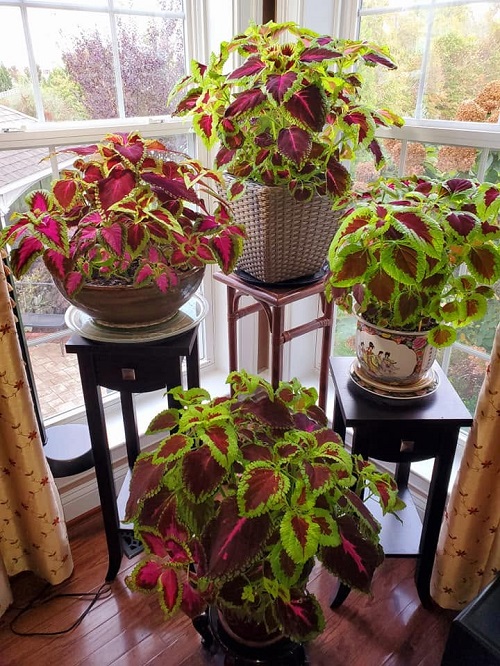 How to Save Coleus Plants for Next Year – Grow Them Indoors This Fall