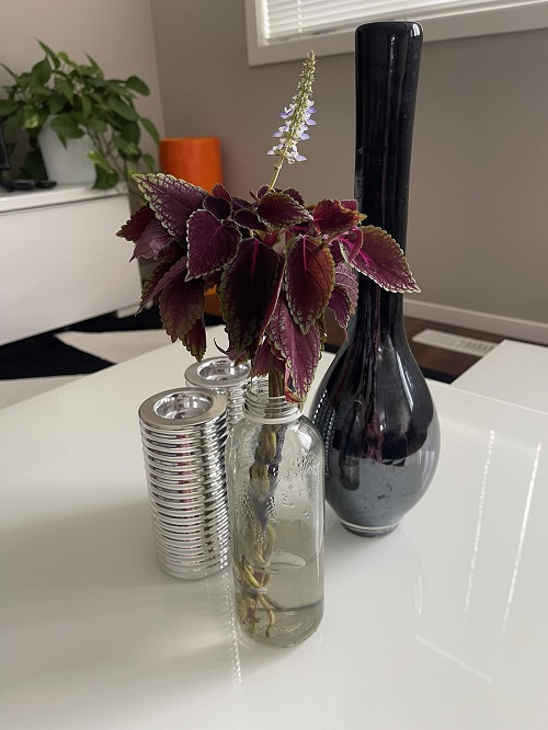 Coleus in water