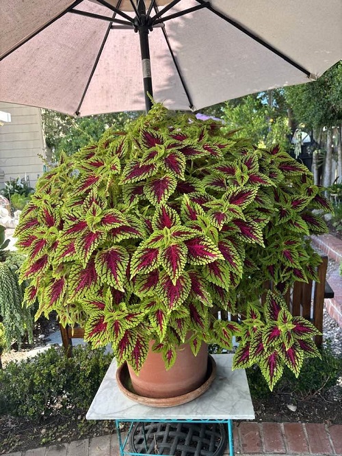Coleus outdoor