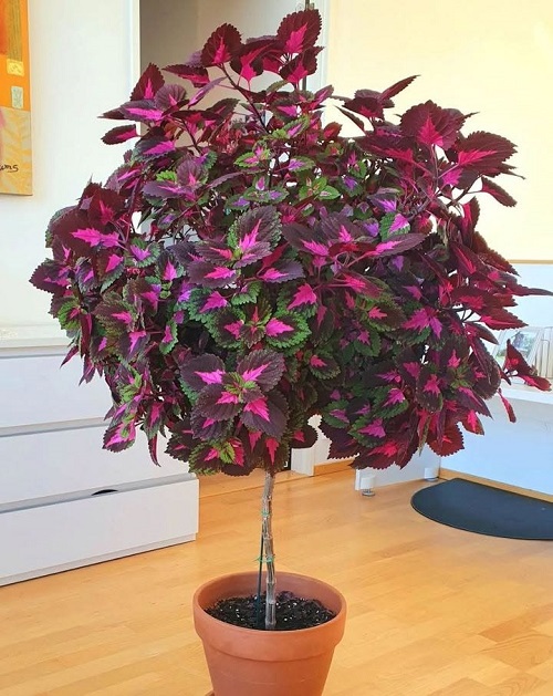 Why Bring Coleus Indoors