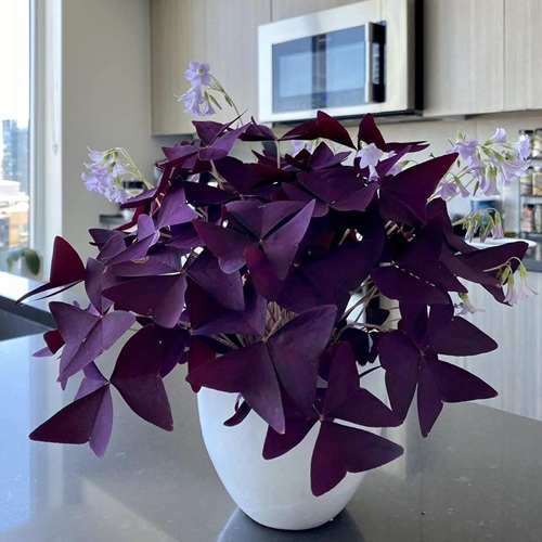 Oxalis indoor