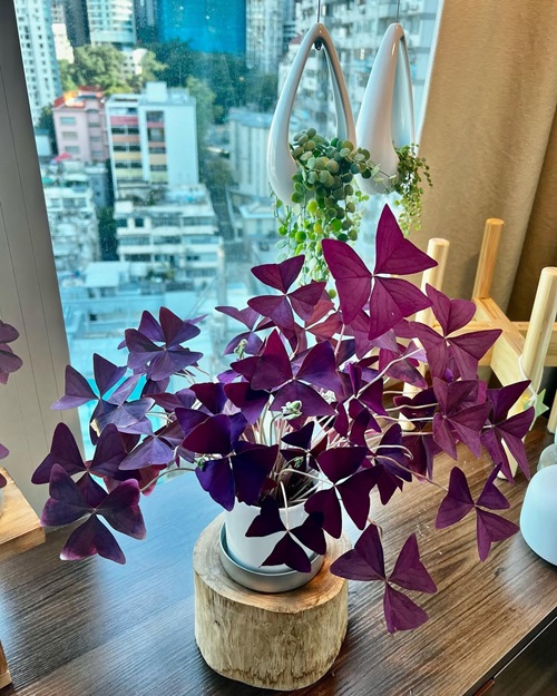 Oxalis near window