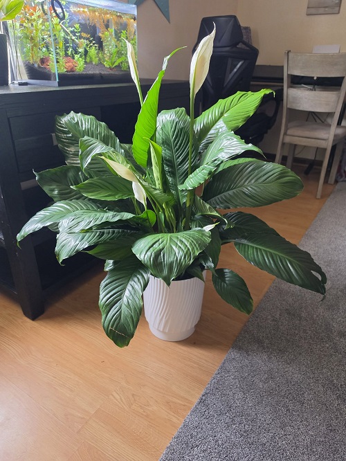 Peace Lily Care in October