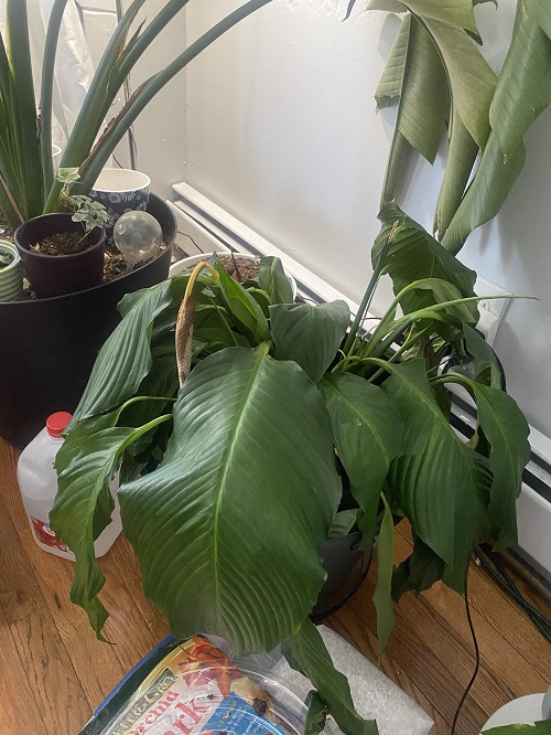 Peace Lily Drooping