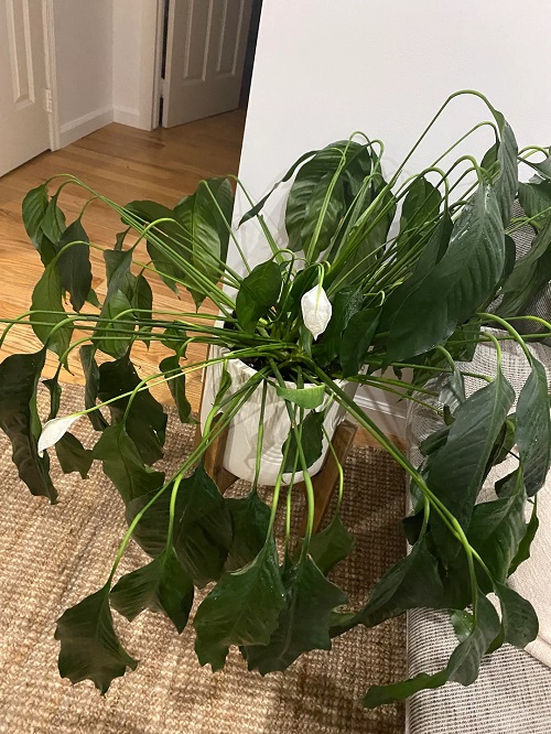 Why Is My Peace Lily Drooping?