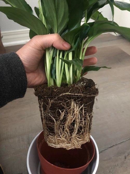 Peace-Lily-Rootbound