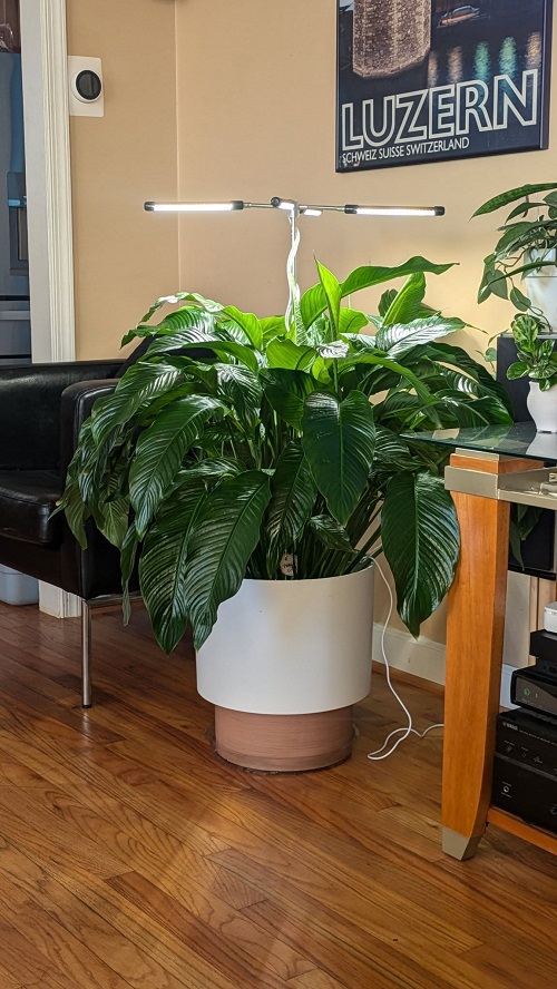 Peace Lily grow light
