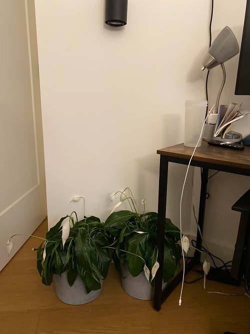 Peace Lily in dark