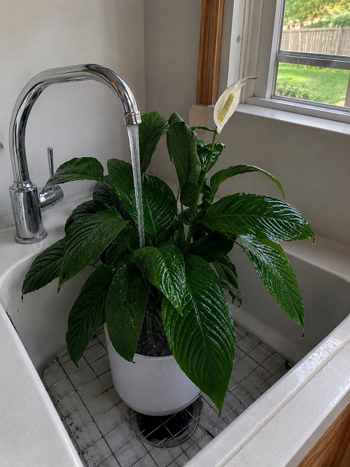 Peace Lily in sink