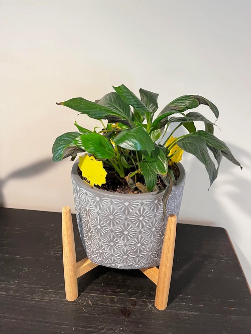 Peace Lily sticky trap