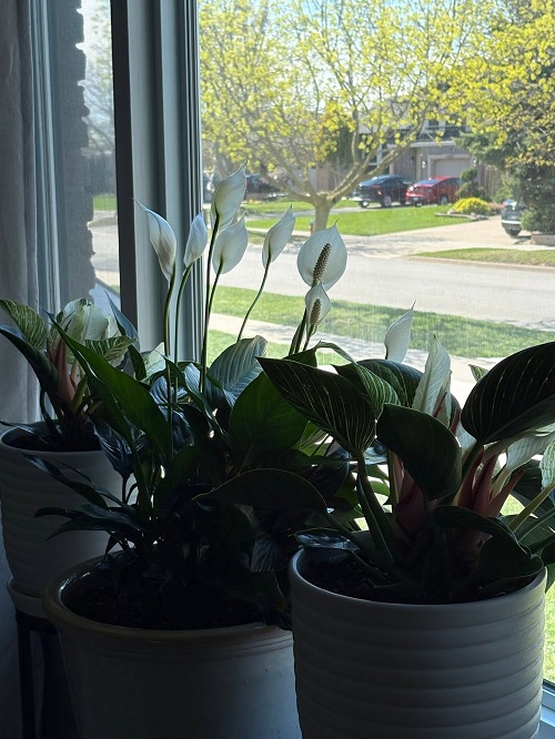 Peace Lily window touch