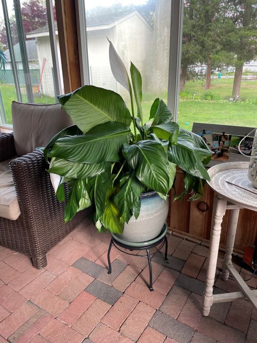 Peace Lily near window