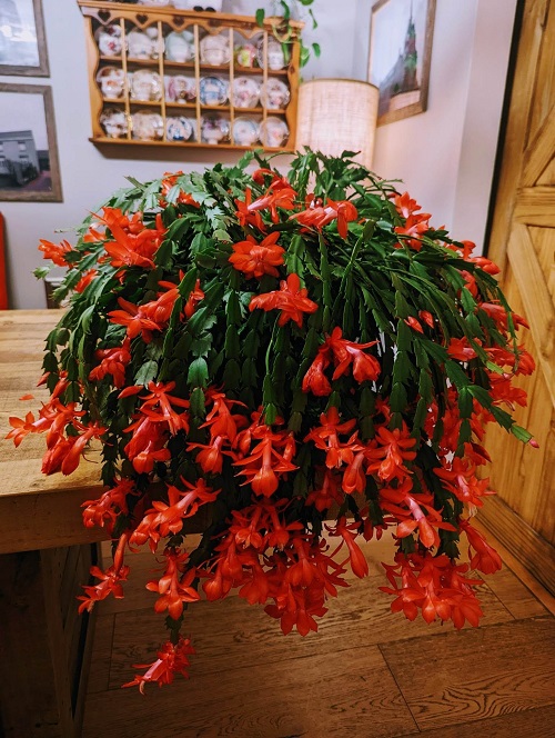 What Your Thanksgiving Cactus Needs in October