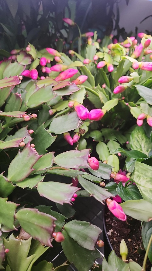 Thanksgiving Cactus buds