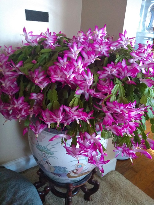Thanksgiving Cactus flowering