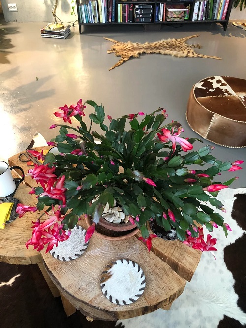 Thanksgiving Cactus indoor