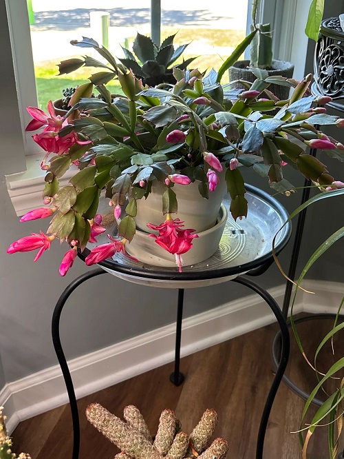 Thanksgiving Cactus near window 2
