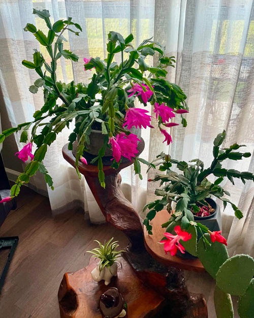 Thanksgiving Cactus near window