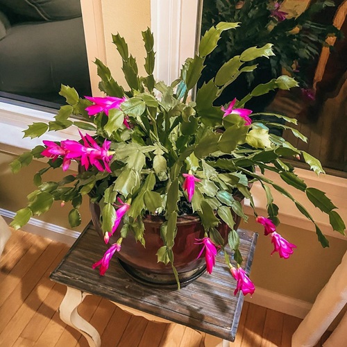 Thanksgiving Cactus night