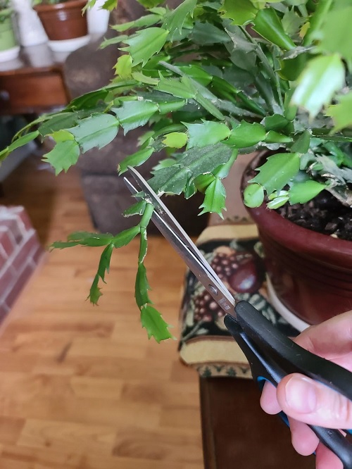 Thanksgiving Cactus prune