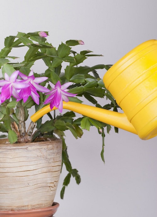 Thanksgiving-Cactus-watering