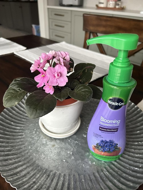 african violet fertilizer