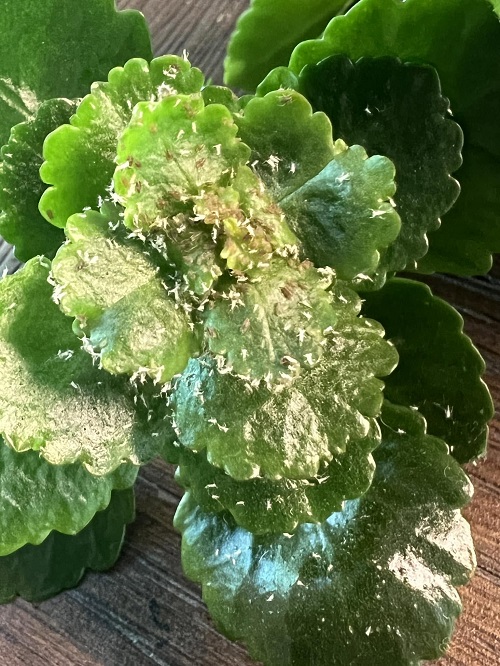 african violet aphids