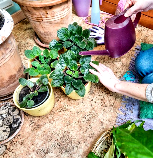 african violet watering