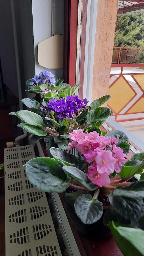 African Violet near window