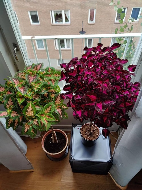 coleus indoor near widnow