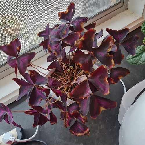 oxalis Leaf Edges Turn Brown